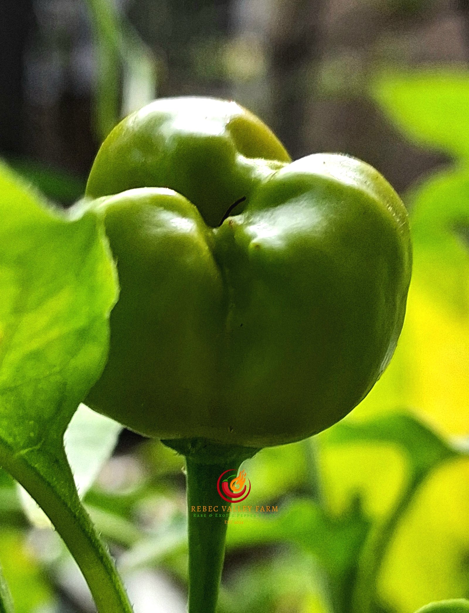 Aji Mango Stumpy Pepper - Image 2