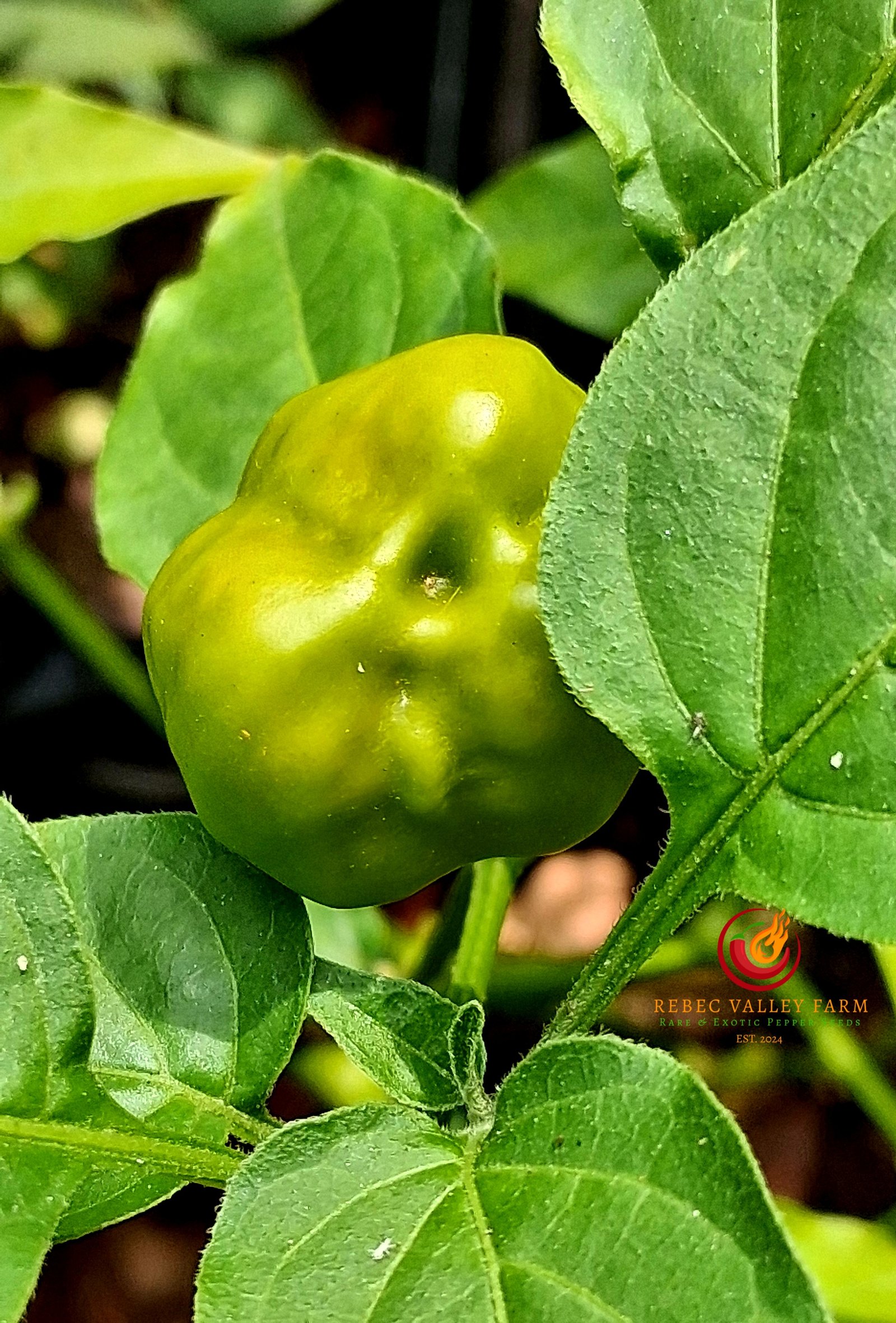 Aji Mango Stumpy Pepper - Image 4