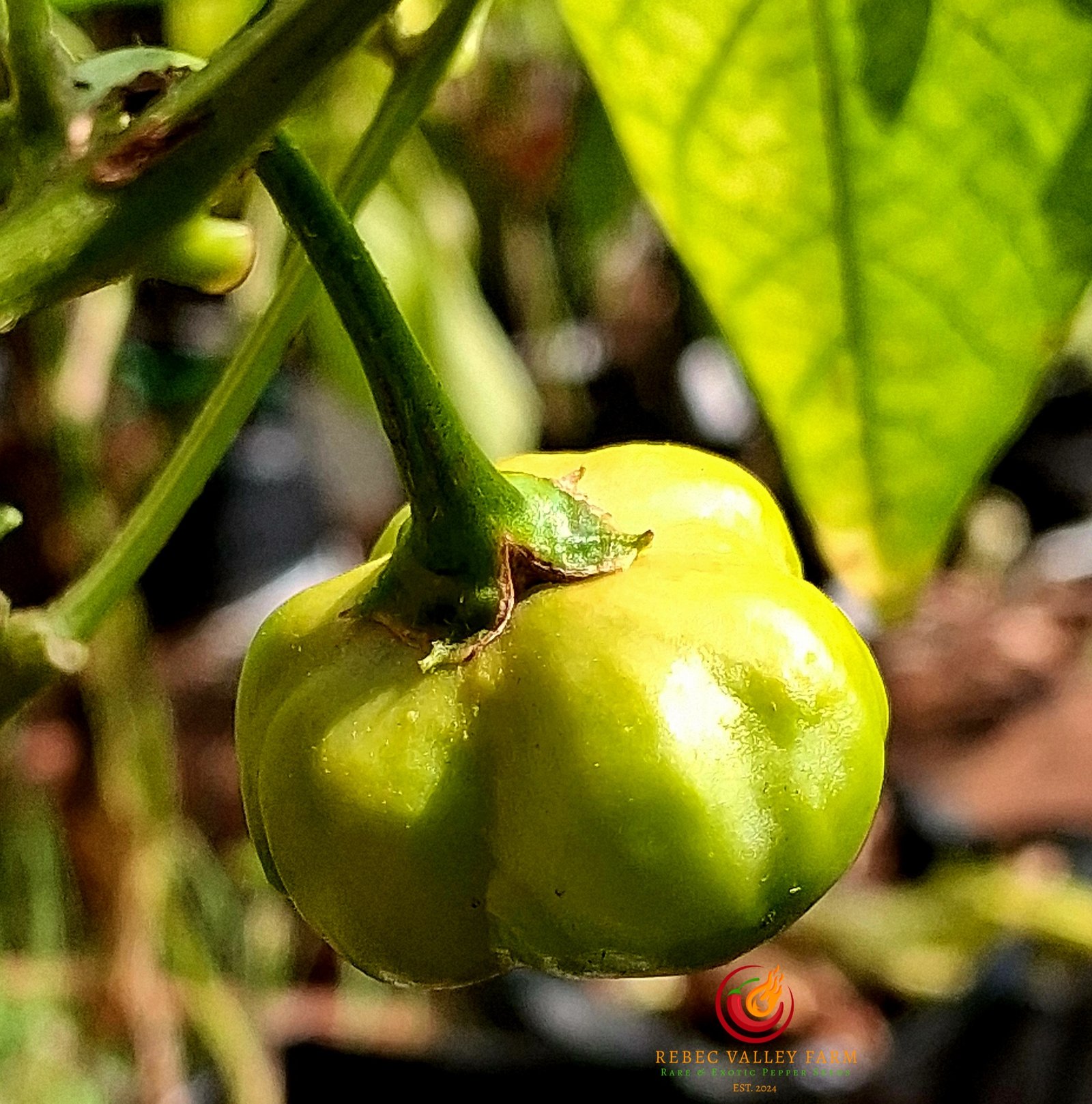 Aji Mango Stumpy Pepper - Image 3