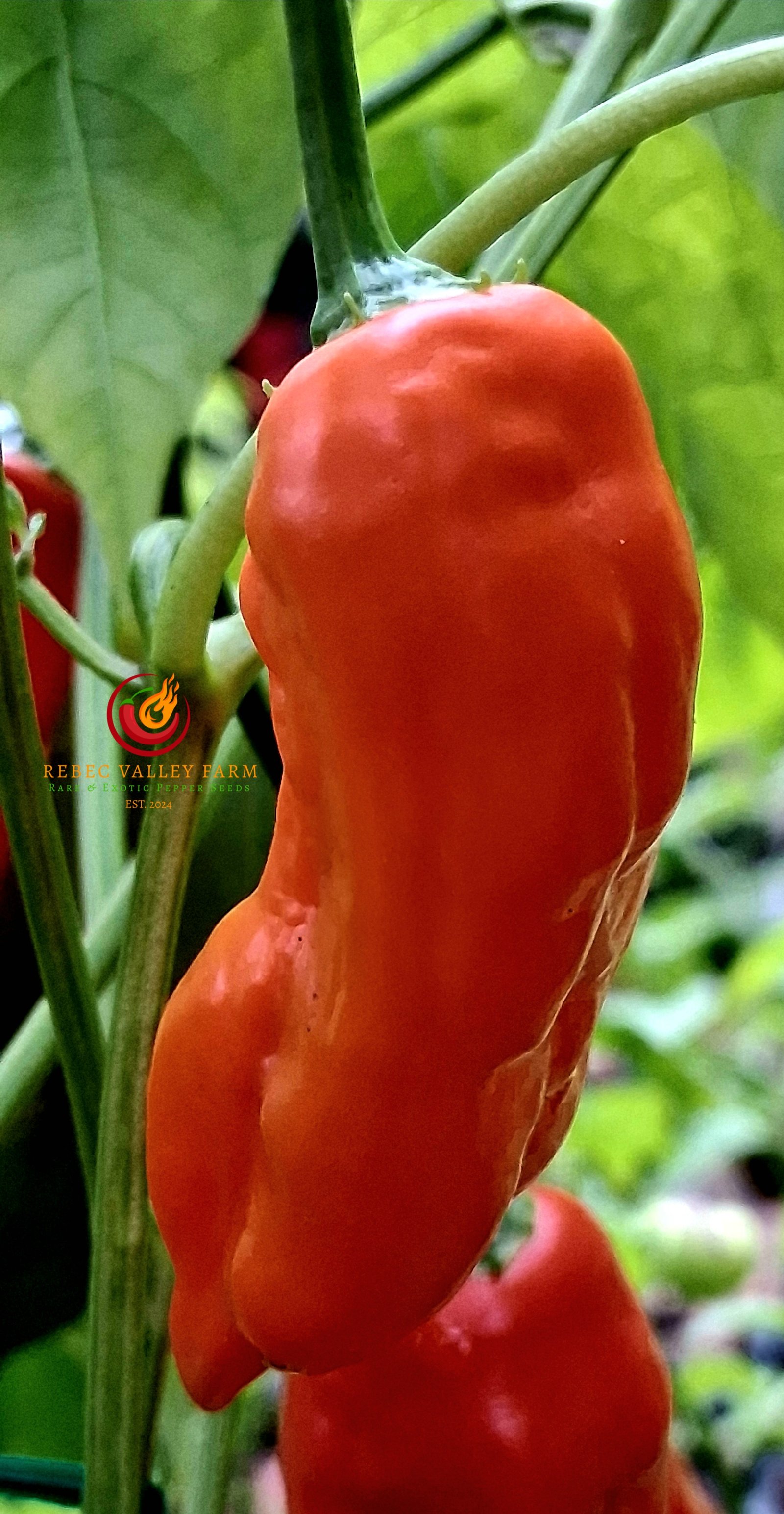 Aji Norteno Pepper - Image 4