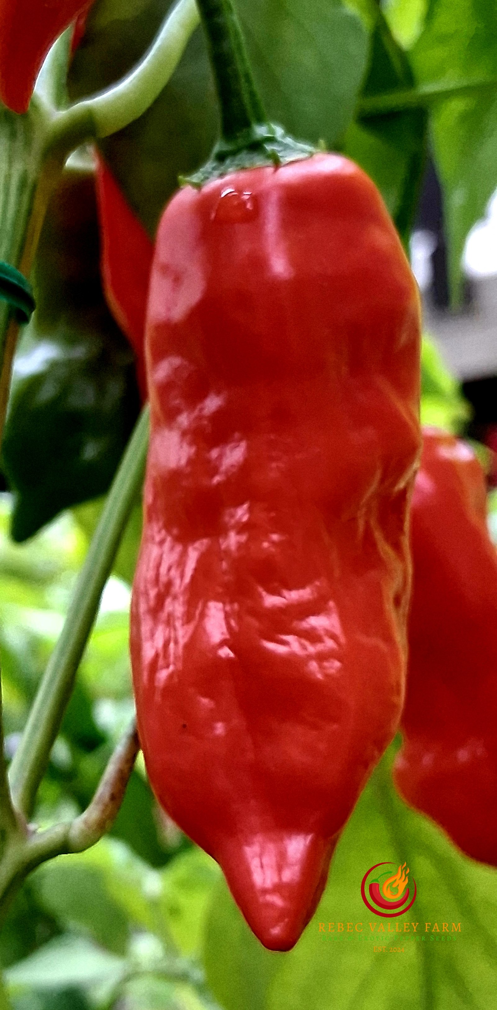 Aji Norteno Pepper - Image 3