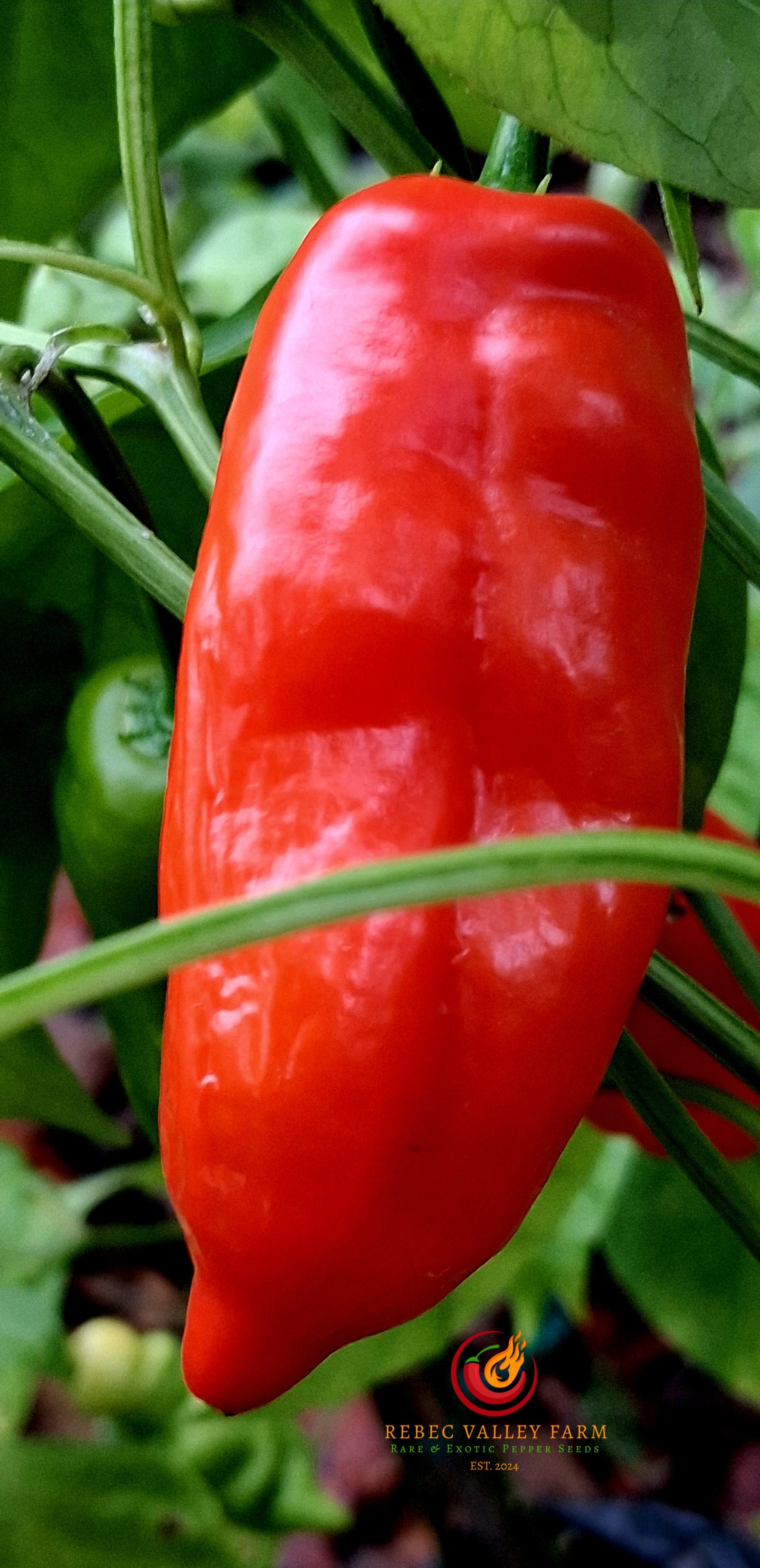 Aji Norteno Pepper - Image 2
