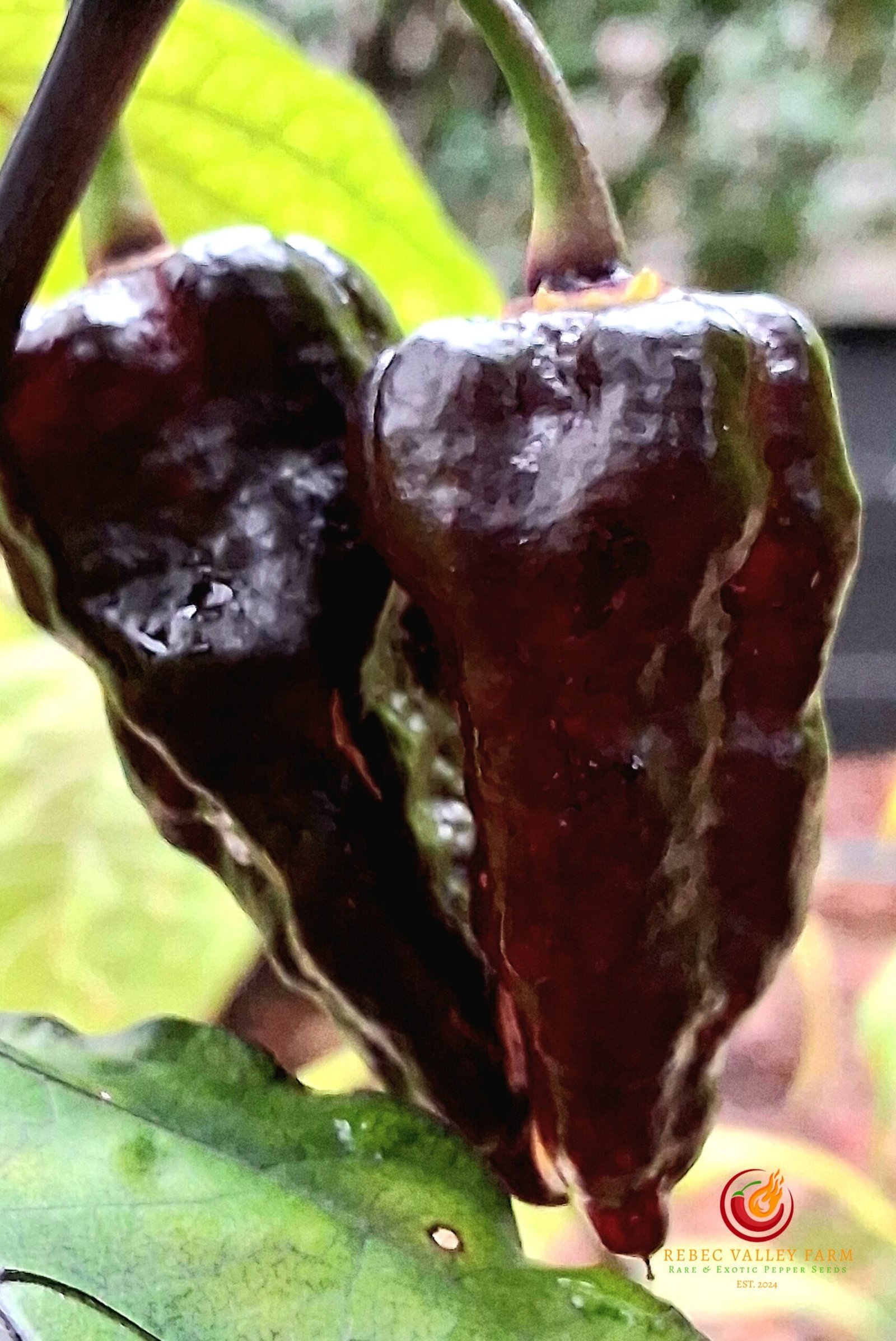 Naga Tiger DD Pepper - Image 2