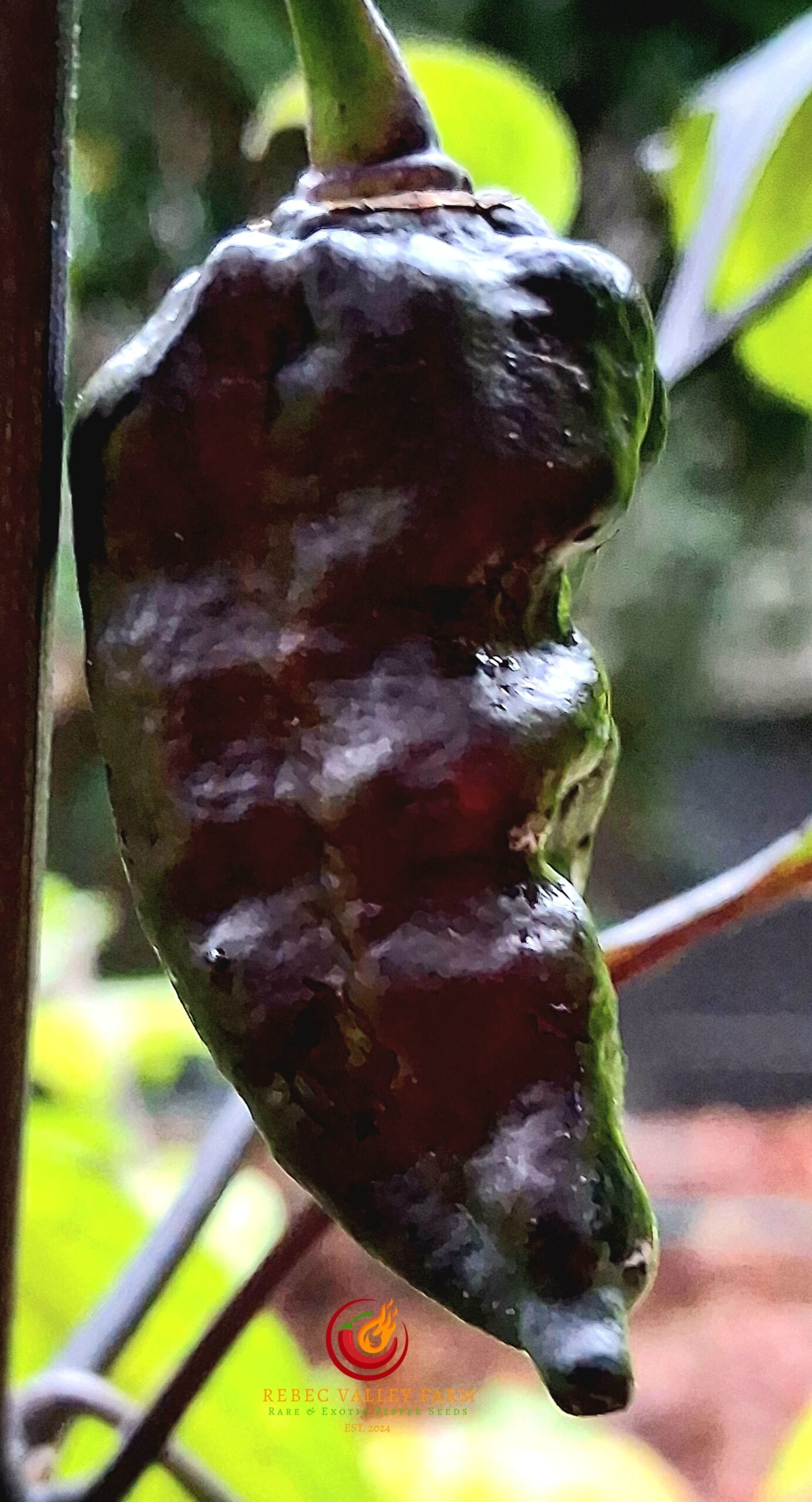 Naga Tiger DD Pepper - Image 3