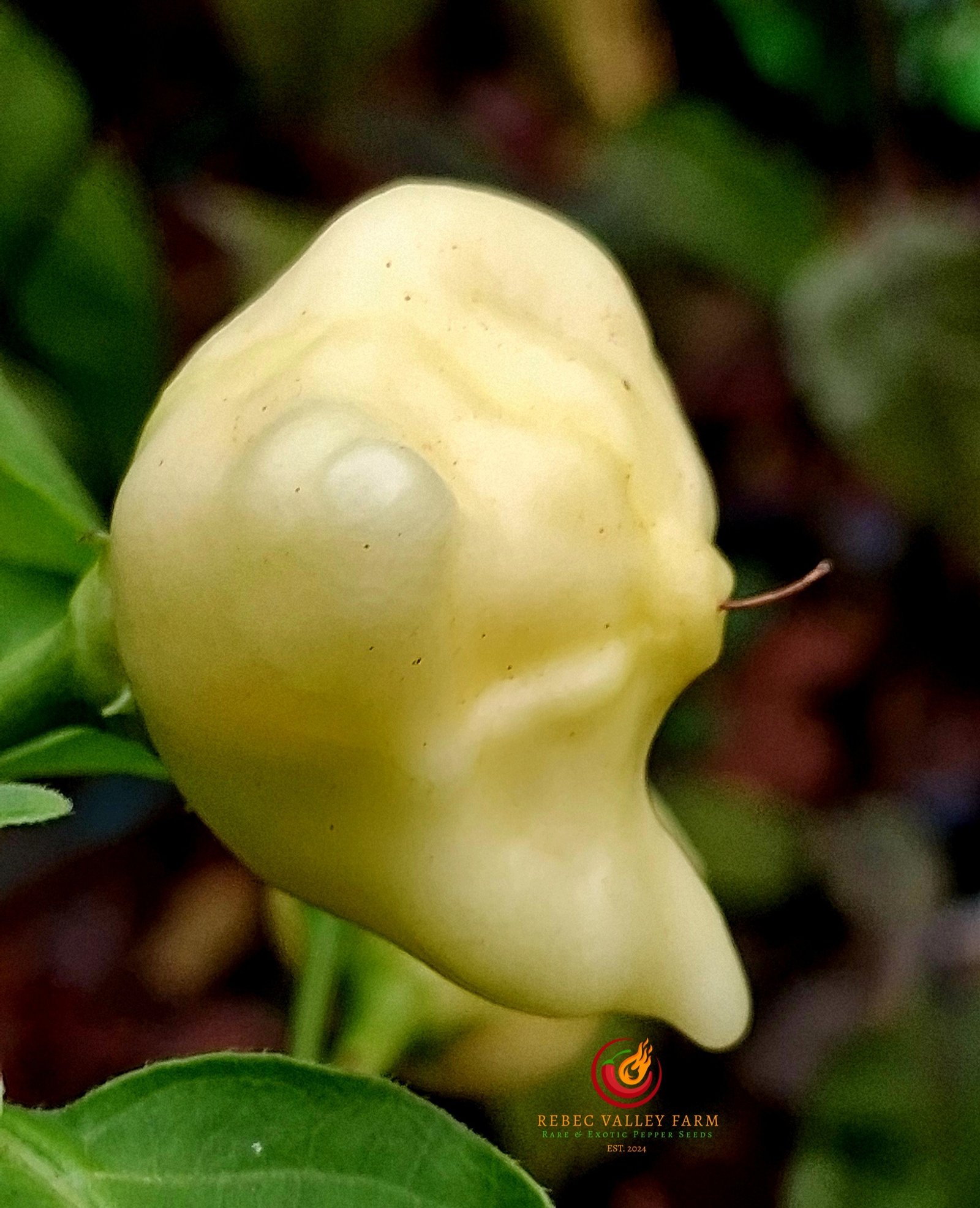 Aji Confusion Pepper - Image 2