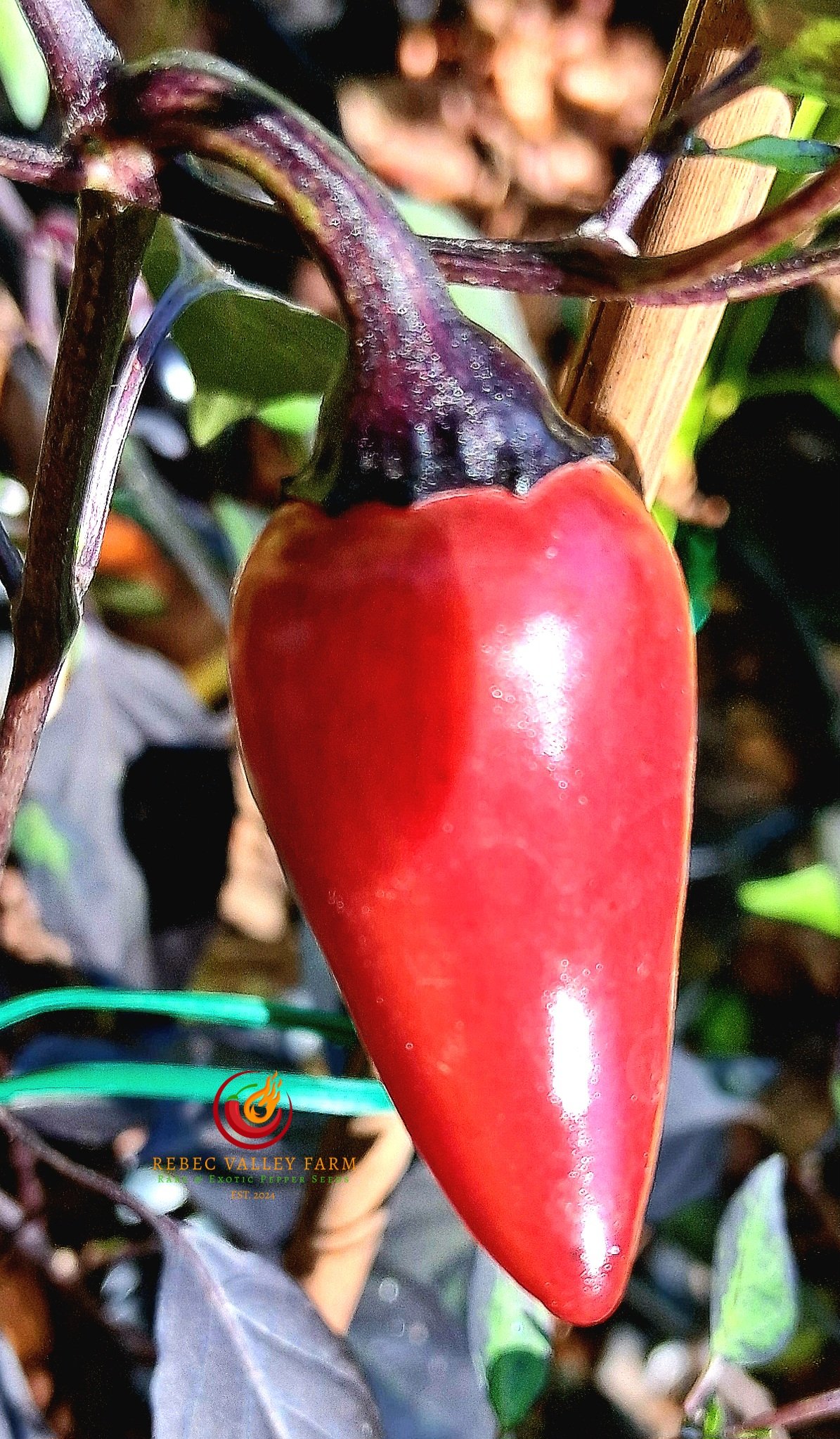 Count Dracula Pepper - Image 5