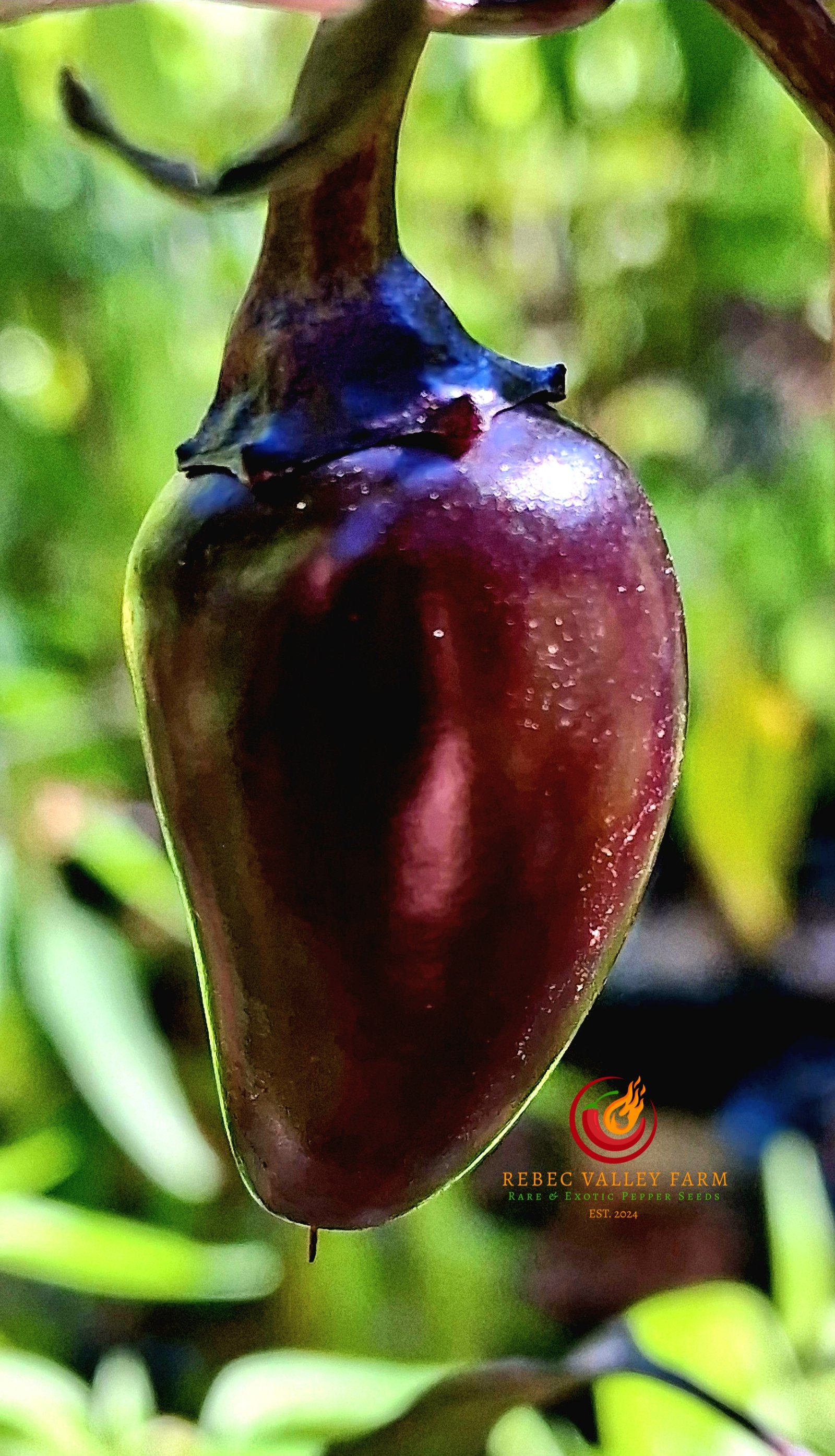 Count Dracula Pepper - Image 4