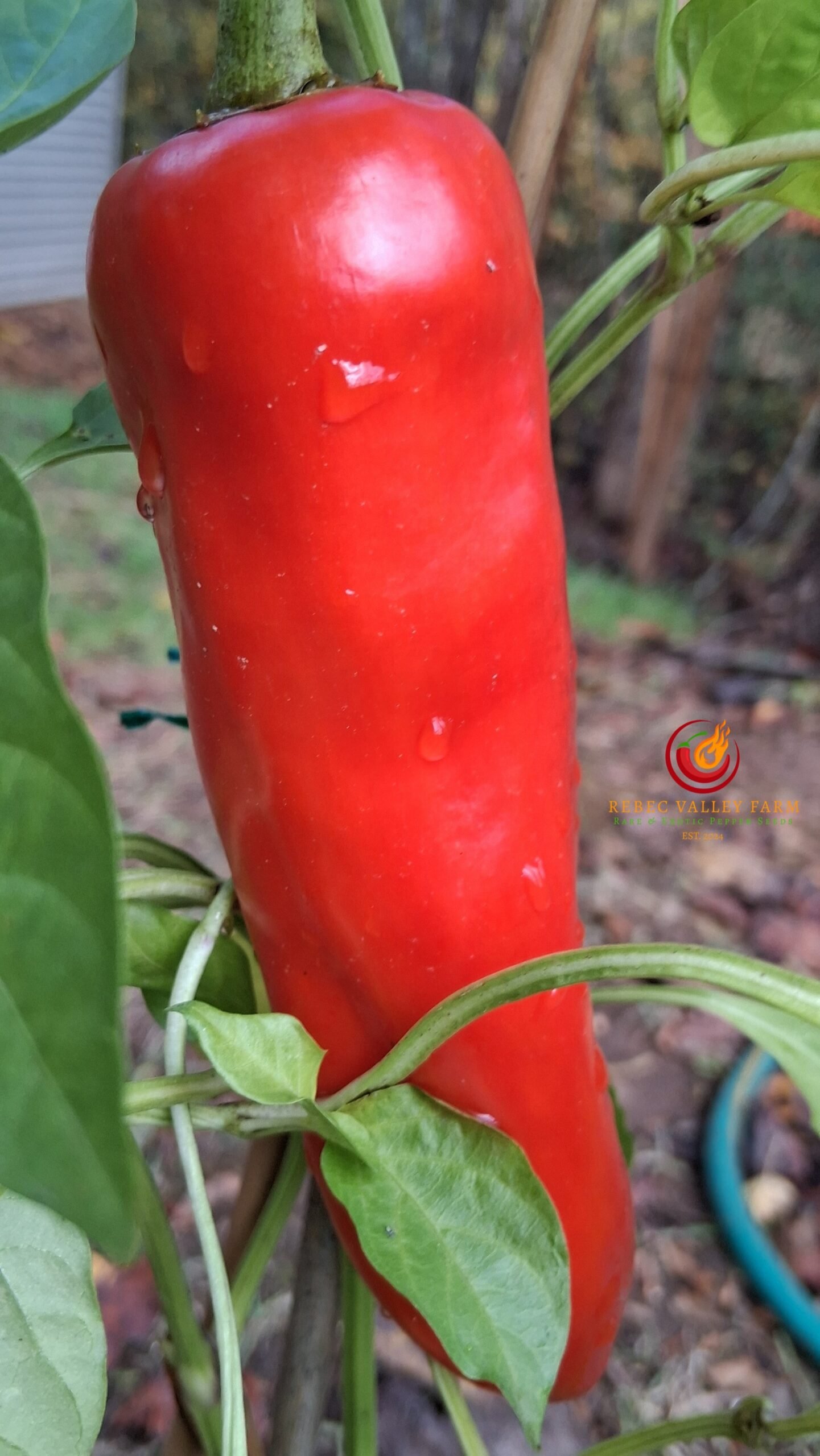 Giant Aconcagua Pepper - Image 3