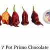 Chocolate 7 Pot Primo Pepper