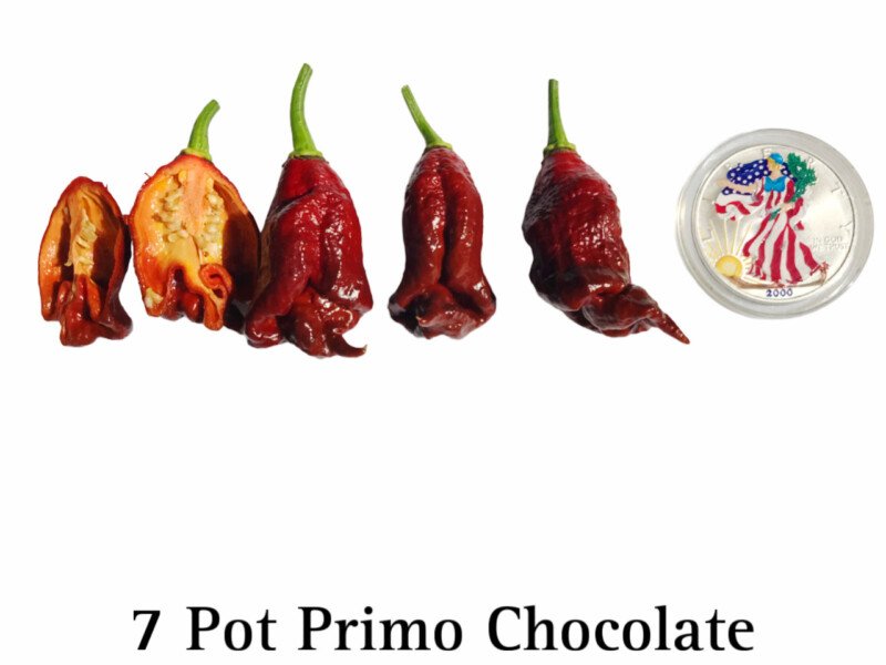 Chocolate 7 Pot Primo Pepper