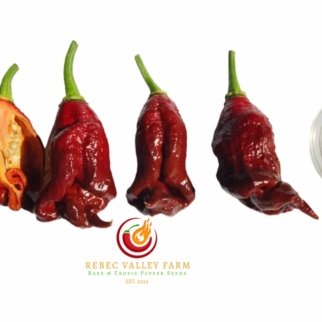 7 Pot Primo Chocolate Pepper