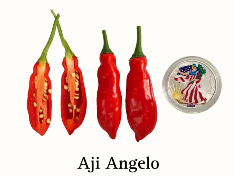 Aji Angelo Pepper