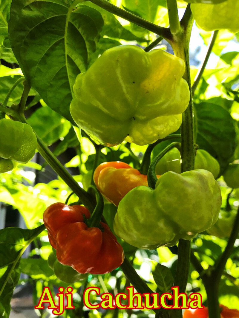 Aji Cachucha Pepper - Image 2