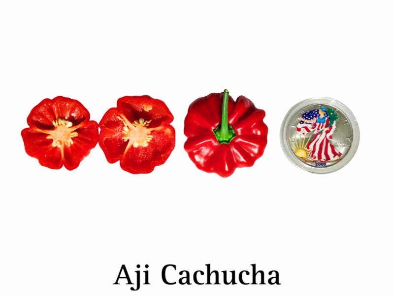 Aji Cachucha Pepper