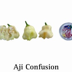 Aji Confusion Pepper