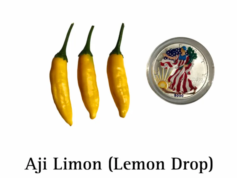 Aji Limon (Lemon Drop) Pepper