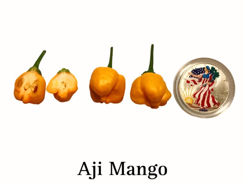 Aji Mango Pepper