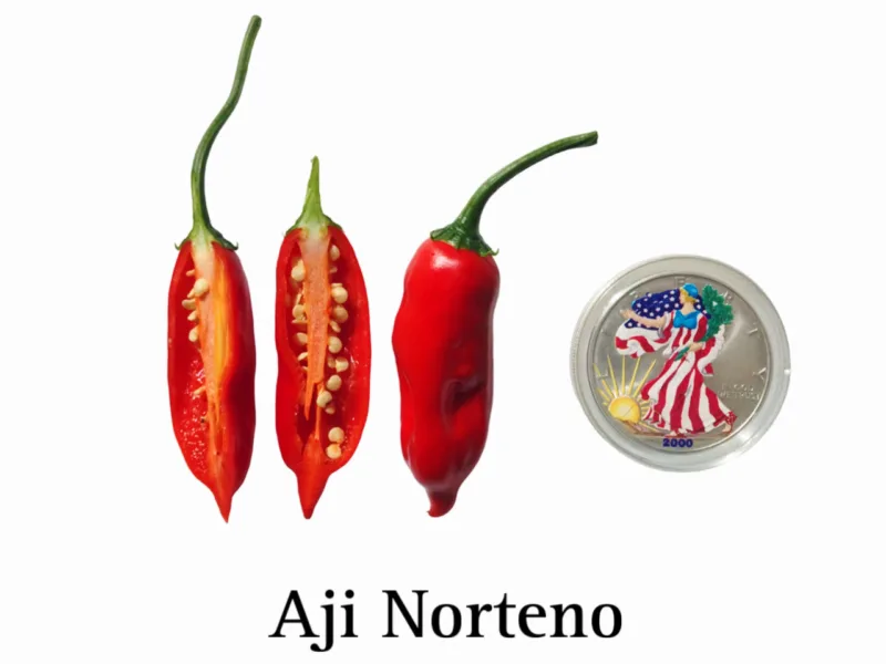 Aji Norteno Pepper