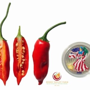Aji Norteno Pepper