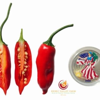 Aji Norteno Pepper