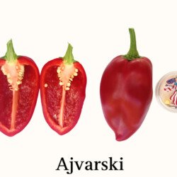 Ajvarski Pepper Seeds