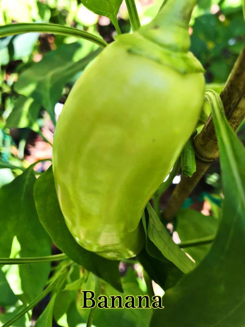 Banana Pepper - Image 2