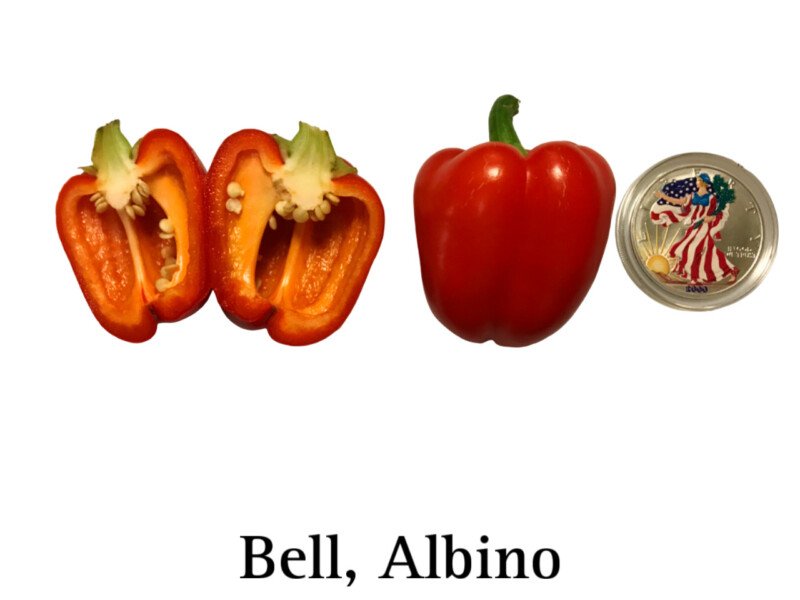 Bell Pepper, Albino