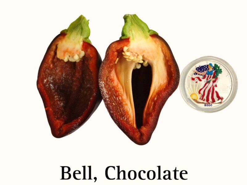 Bell Pepper, Chocolate - Image 2