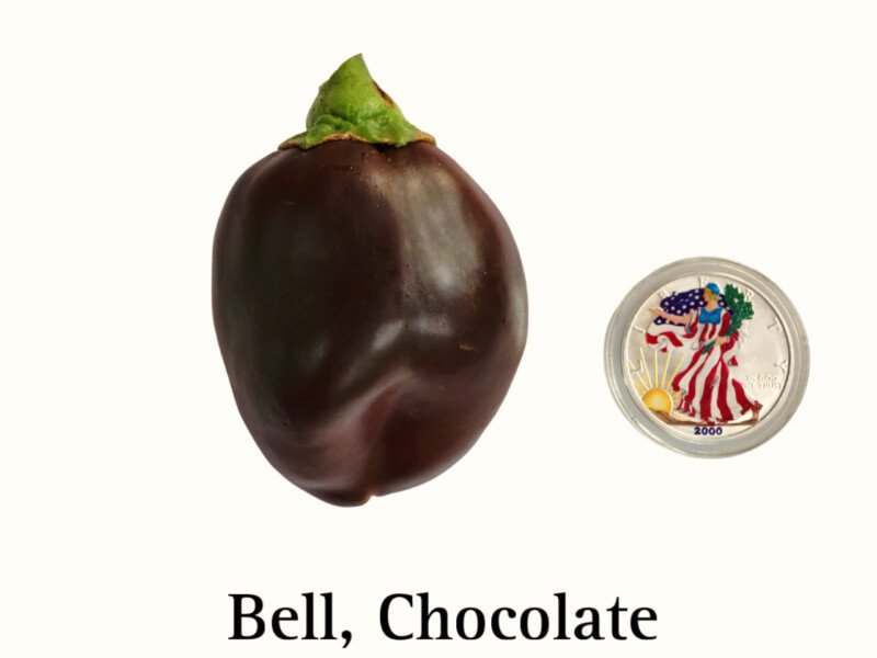 Bell Pepper, Chocolate