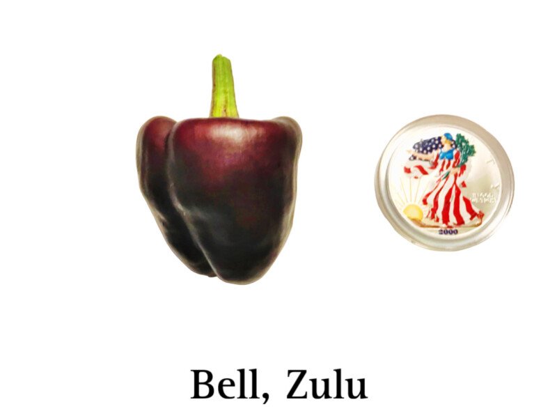 Bell Pepper, Zulu - Image 3