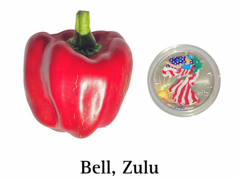 Zulu Sweet Bell Pepper Seeds