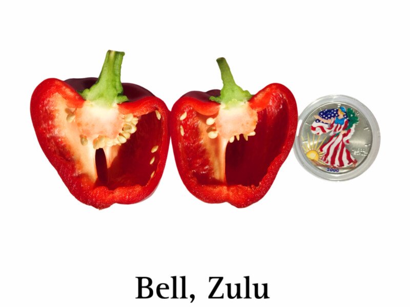 Bell Pepper, Zulu - Image 2