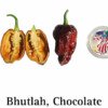 Chocolate Bhutlah Pepper