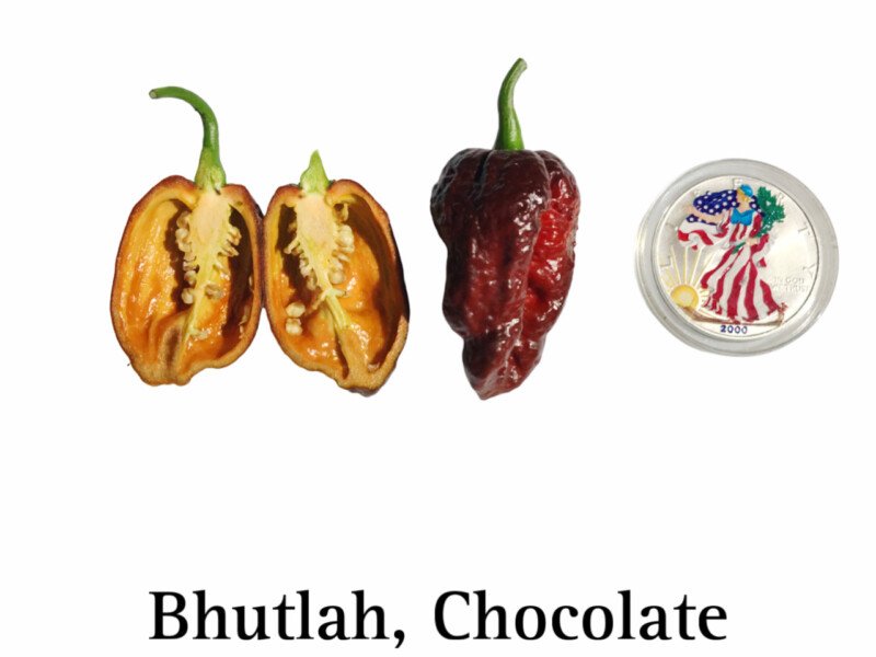 Chocolate Bhutlah Pepper