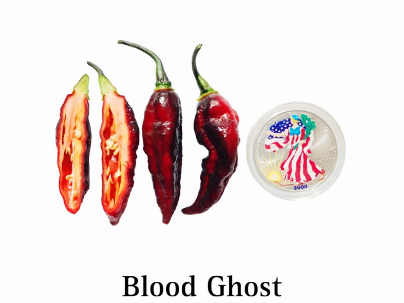 Blood Ghost Pepper