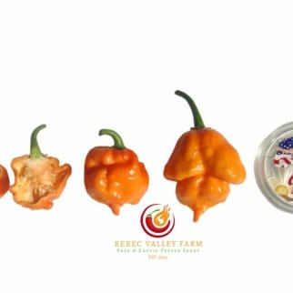 B.O.C. x Reaper Pepper