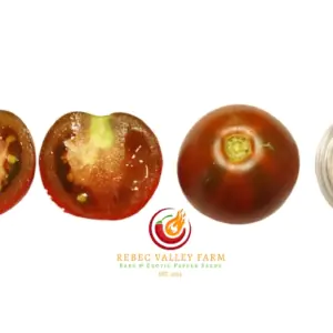 Maida's Kootenai Giant Tomato | Rebec Valley Farm