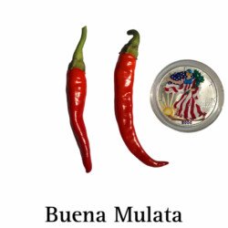 Buena Mulata Hot Pepper Seeds