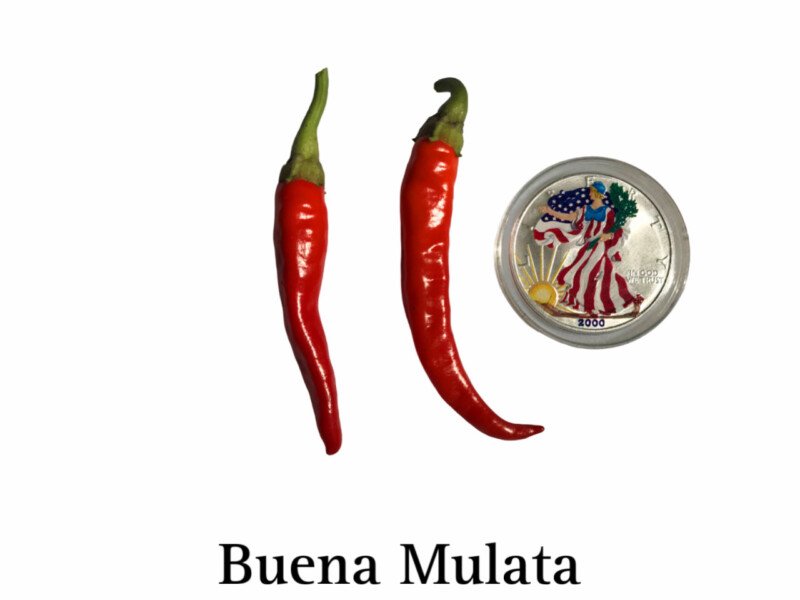 Buena Mulata Hot Pepper Seeds