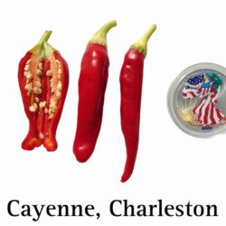 Charleston Cayenne Carolina Cayenne