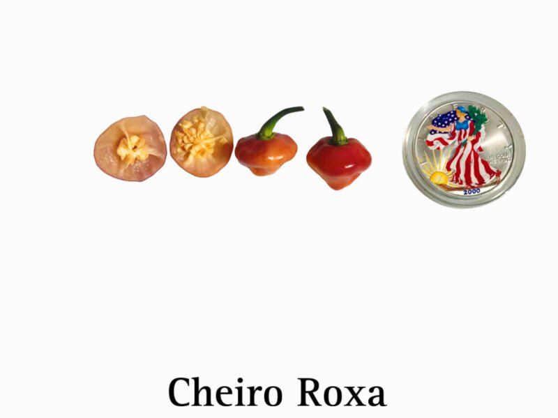 Cheiro Roxa Pepper