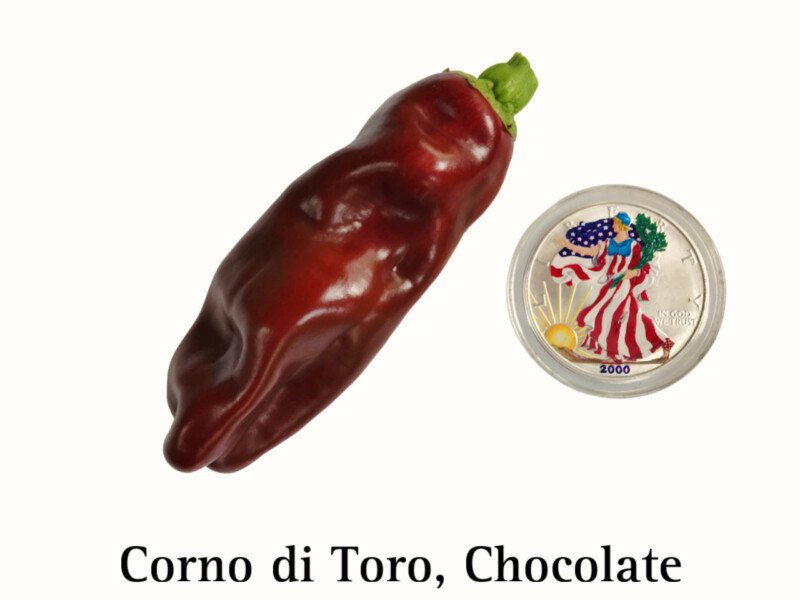 Corno di Toro Pepper, Chocolate