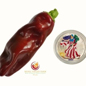 Chocolate Corno di Toro Pepper