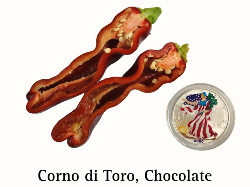 Corno di Toro Pepper, Chocolate - Image 2