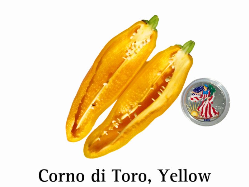 Corno di Toro Pepper, Yellow - Image 2