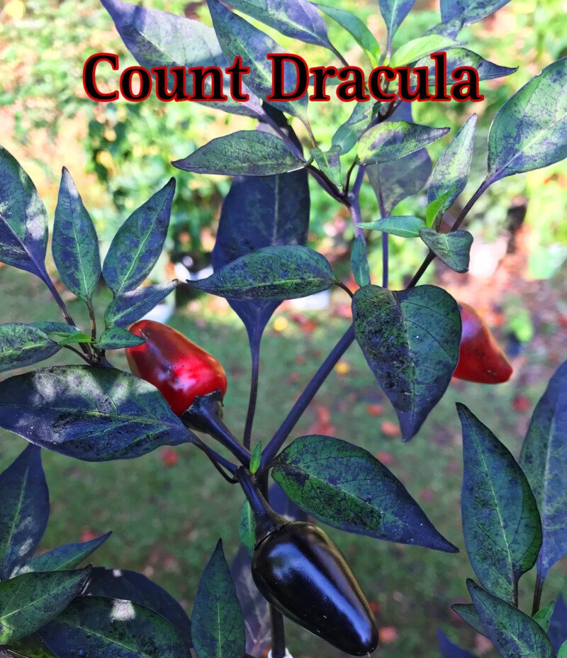 Count Dracula Pepper - Image 3