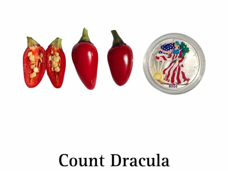 Count Dracula Pepper