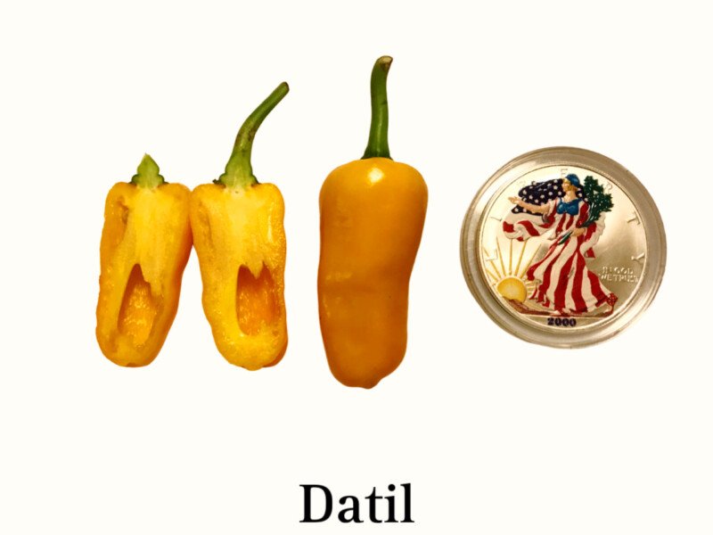 Datil Pepper