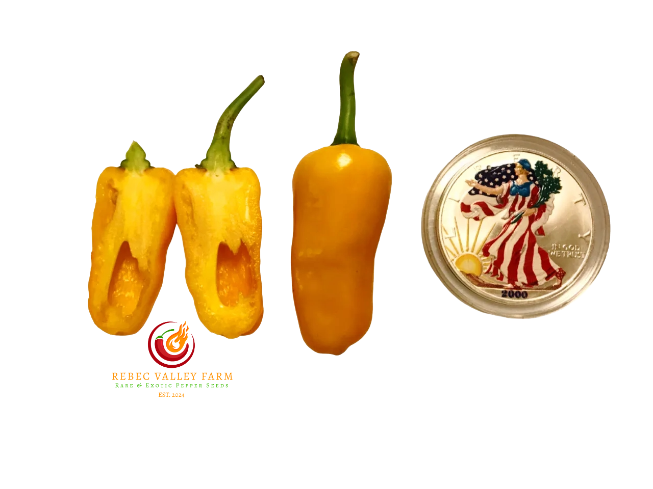 Datil Pepper