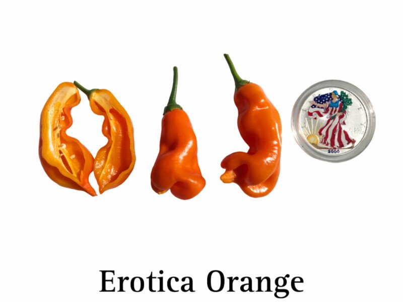 Erotica Orange Pepper